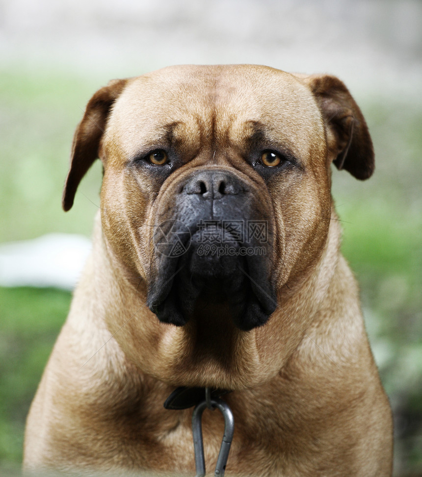 狗狗肖像警觉宠物摄影棕色忠诚犬类纯种狗兽头听力依赖性图片