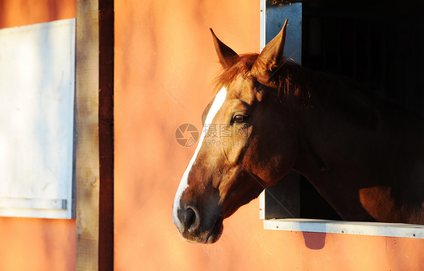 马厩里的马兽头家畜木头棕色窗户纯种马动物图片