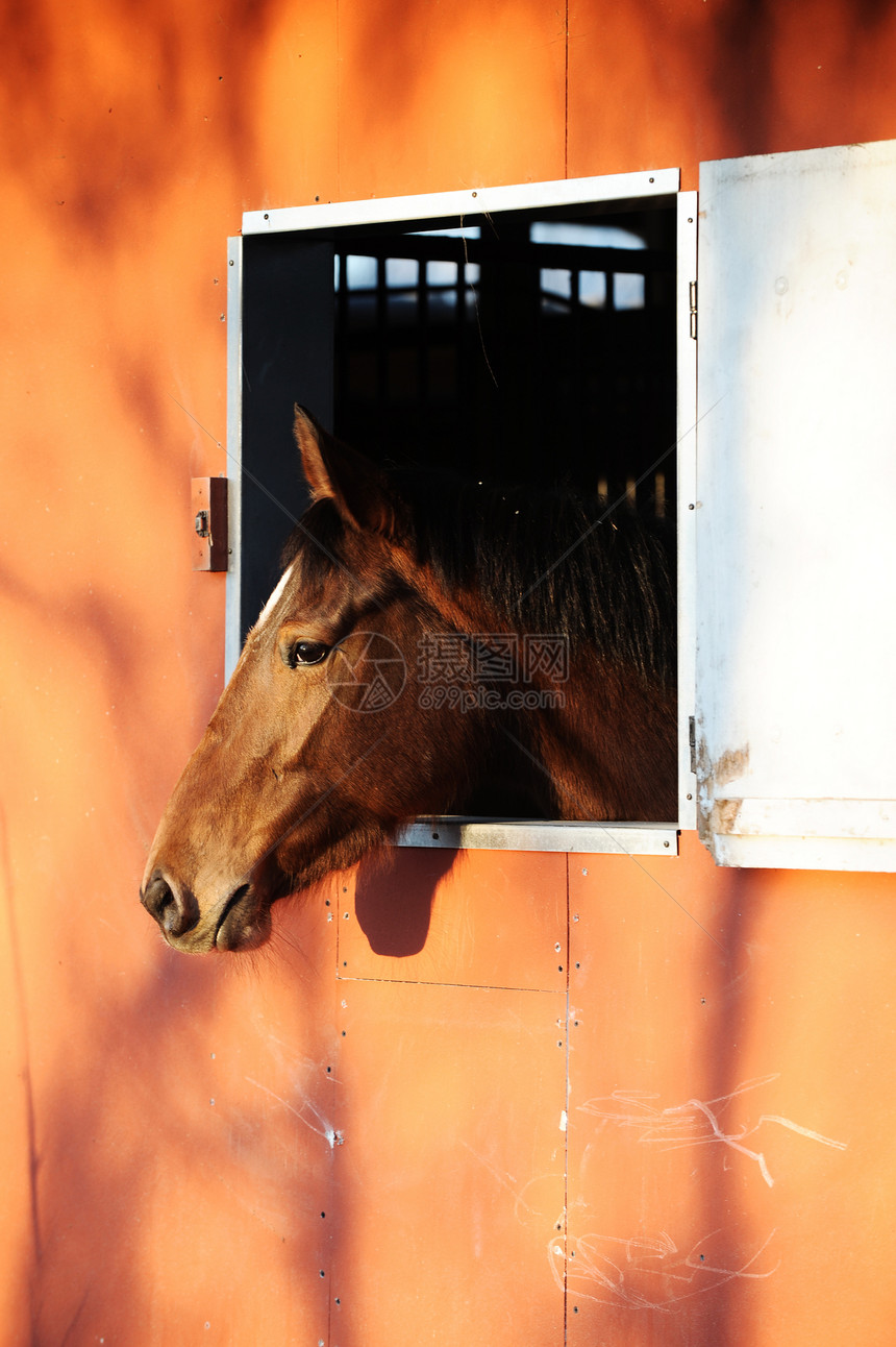 马厩里的马木头兽头棕色家畜纯种马窗户动物图片