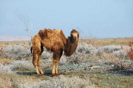 沙漠中的小骆驼背景图片