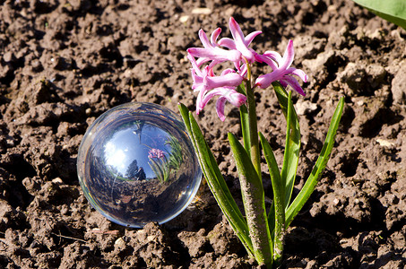 球兰花园中的水晶珠和兰花背景
