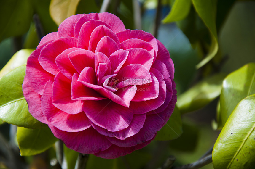 红骆驼花花香味植物学园艺公园灌木礼物香水花束花园蜜月图片