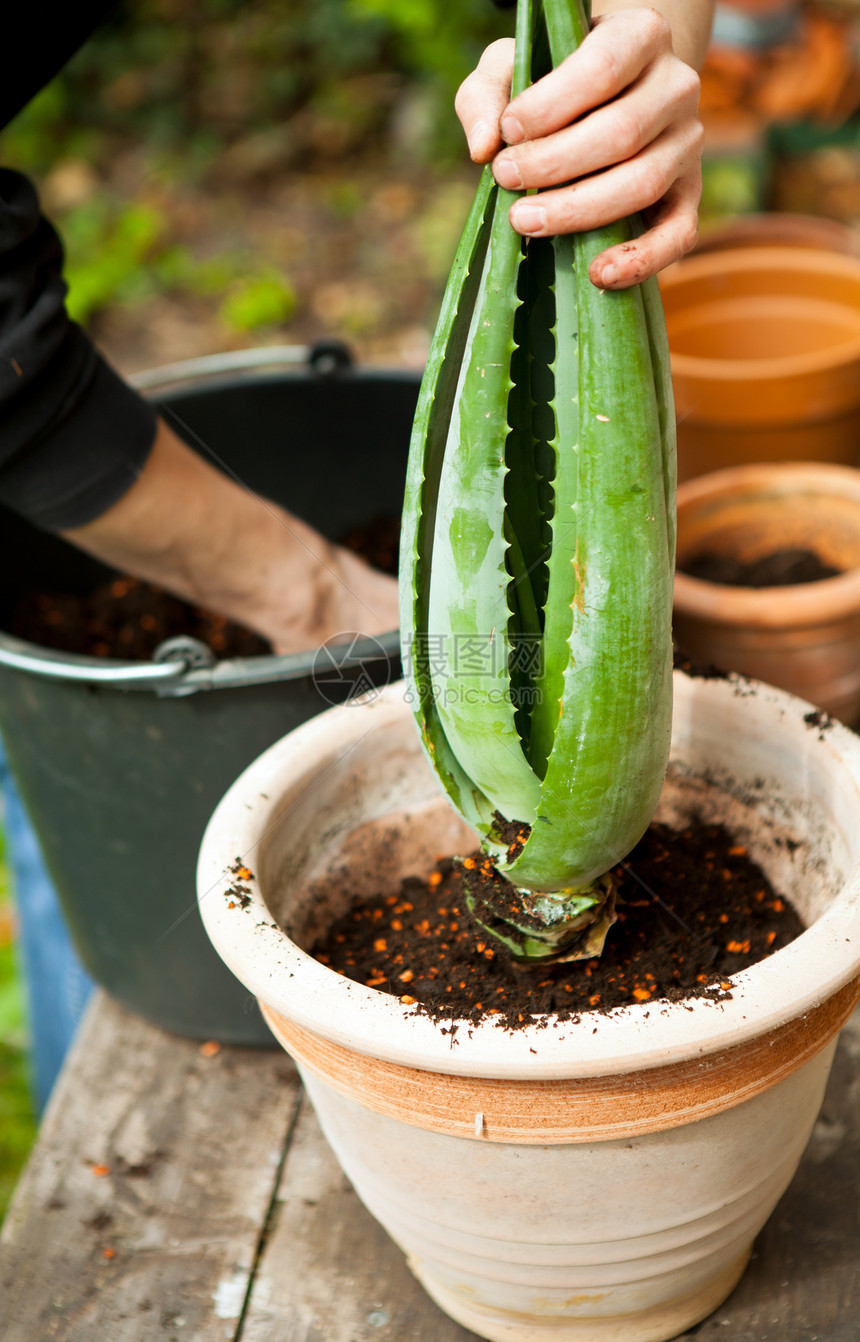 园艺人重新将年轻的 aloe vera植物芦荟园丁皮肤愈合花园园艺医疗叶子植物学移植图片