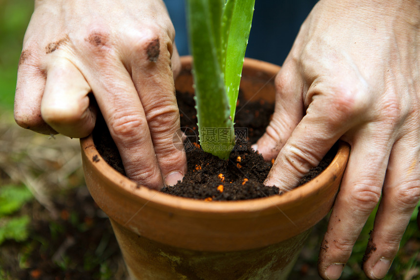 园艺人重新将年轻的 aloe vera植物移植生长草本植物园丁洗剂报告草本园艺花园绿色图片