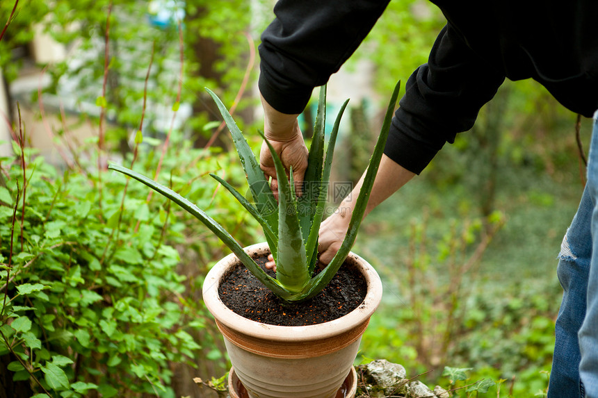 园艺人重新将年轻的 aloe vera植物医疗园艺植物学芦荟皮肤绿色肉质移植草本植物花园图片