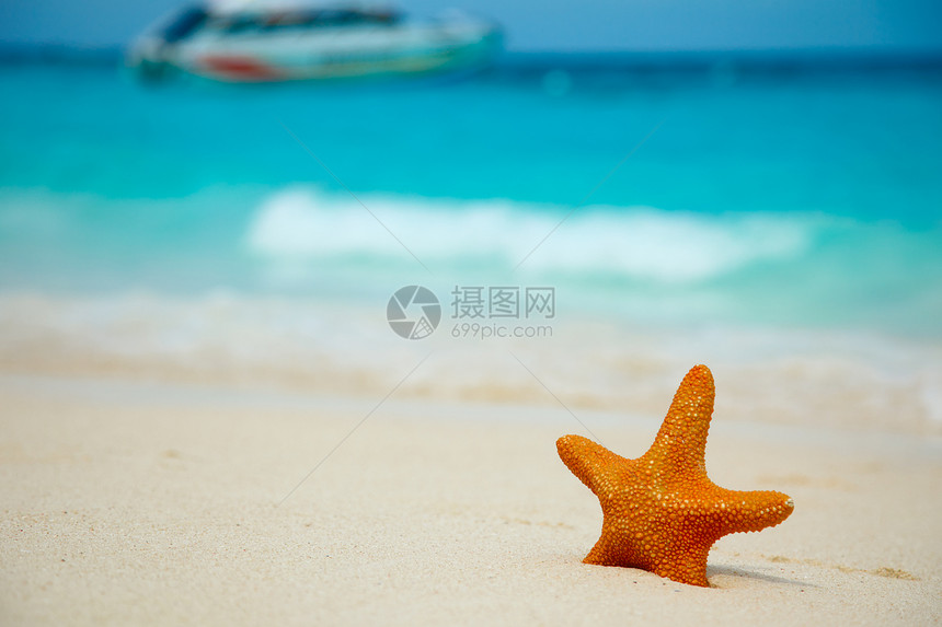 海星在海滩上生活波浪海浪海岸岛屿风景海星海岸线海洋海景图片