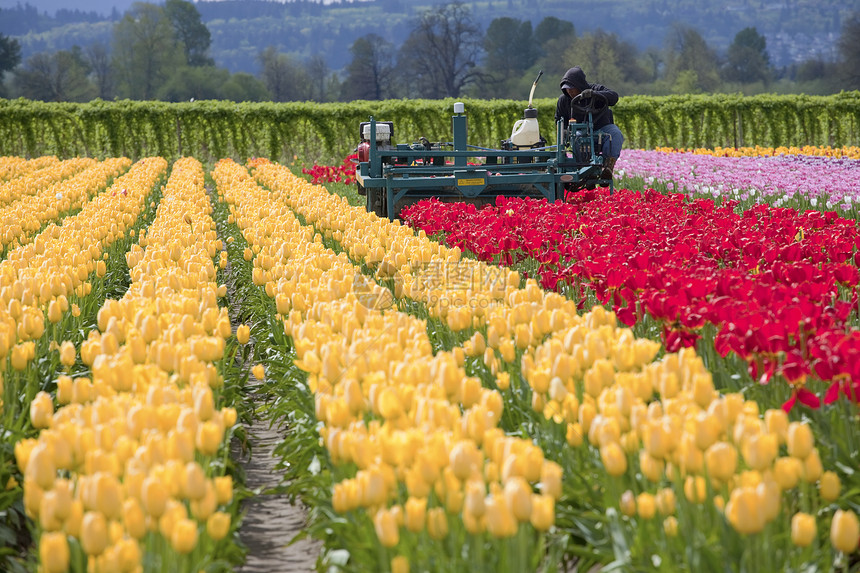 获取郁金香 伍德兰WA粉红色乡村红色工人林地机器植物花朵农业农村图片