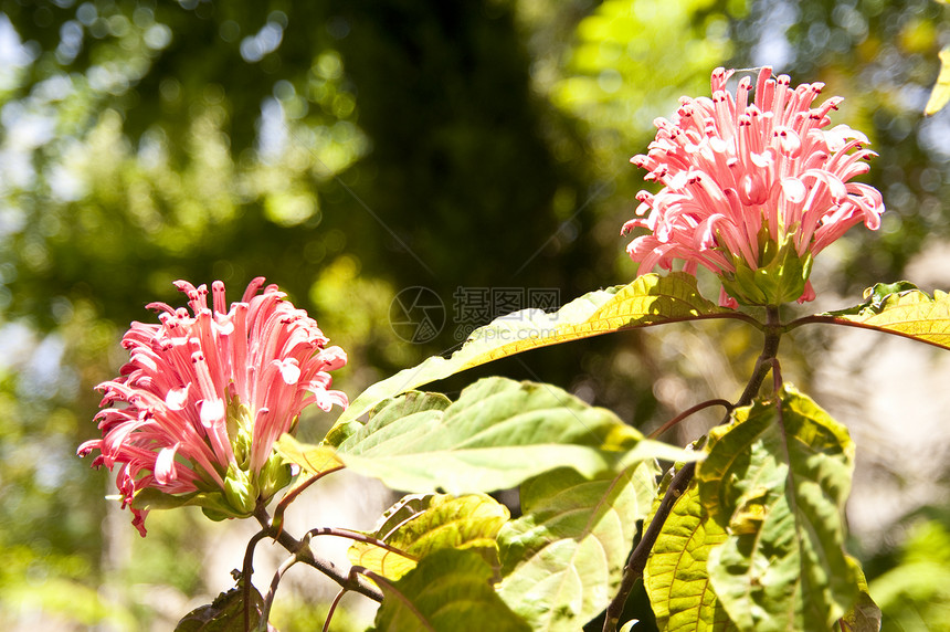 马 提拉植物群花朵棕榈植物花语绿色公园花园手掌植物学图片