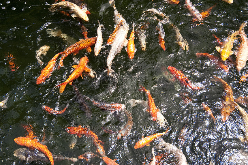 马 提拉水池鲤鱼橙子金鱼锦鲤池塘图片