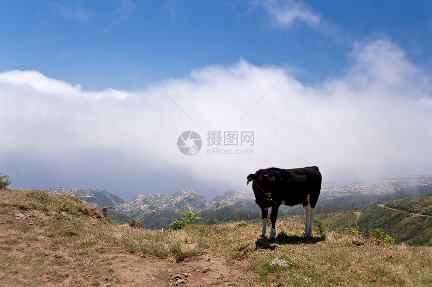 马 提拉全景阳光小岛阴影远足山脉丘陵奶牛旅行旅游图片