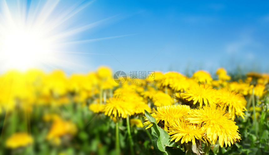 春花花田和阳光明媚的日光荒野天空土地农场农田宏观草原花园太阳蓝色图片