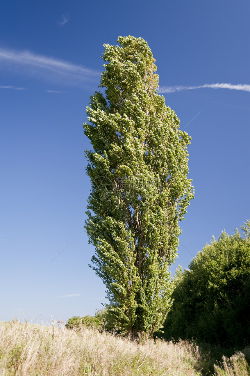 树海岸蓝色娱乐区系植物群植物树木天空植物学图片