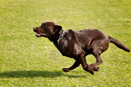 狗速度跑道会议宠物小狗赛车猎犬训练比赛竞赛展示高清图片素材