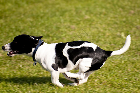 狗训练会议竞赛展示宠物动物跑道跑步赛跑学校背景图片