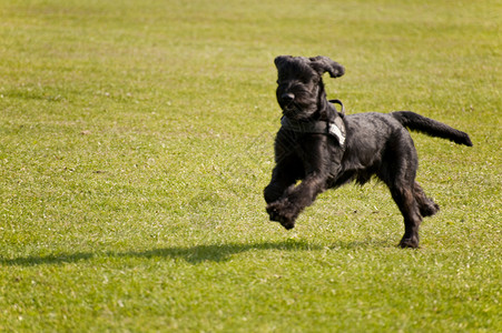 狗会议训练宠物跑步小狗速度运动比赛猎犬秀场运动的高清图片素材