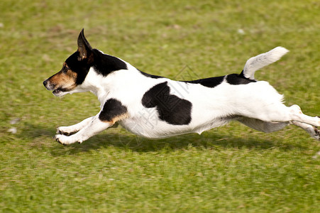 狗宠物赛车竞赛秀场跑步比赛运动展示舞步学校跳高清图片素材