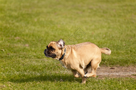 狗马术训练赛车学校猎犬跑步动物舞步竞赛速度服从高清图片素材