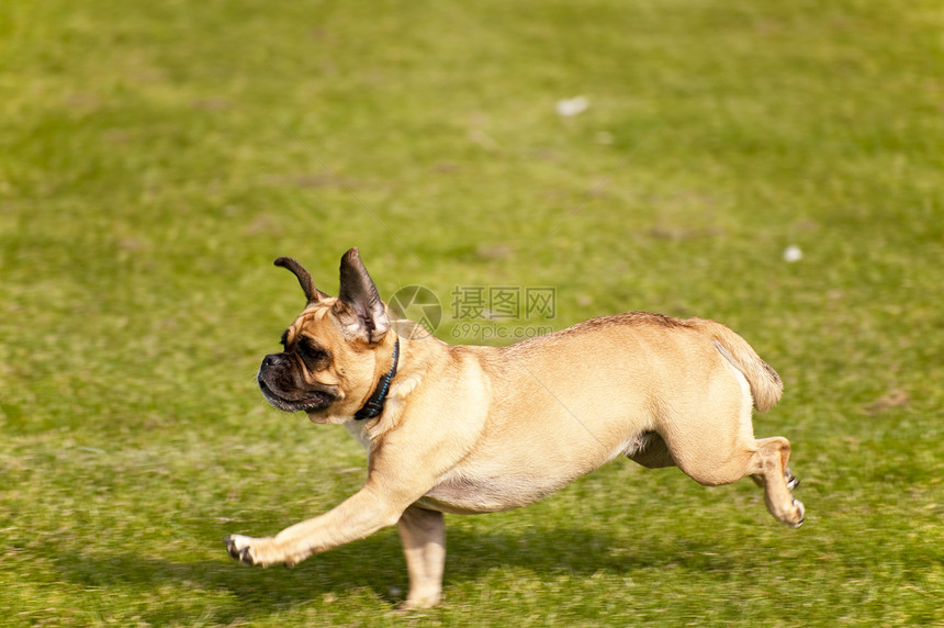 狗哈巴狗学校跑道舞步比赛赛跑猎犬训练赛车动物图片