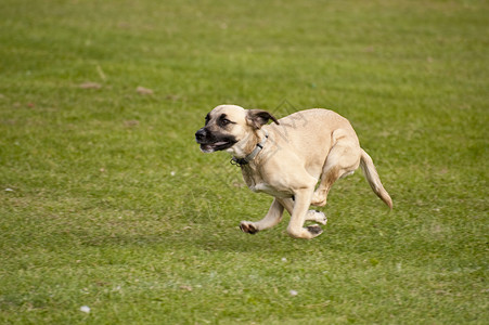 狗舞步动物猎犬运动赛跑秀场赛车小狗训练跑道速度高清图片素材