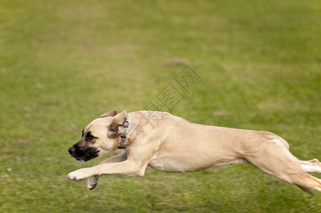 狗赛跑舞步训练动物会议宠物竞赛赛车展示学校奔跑高清图片素材