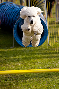 狗猎犬贵宾赛跑比赛赛车运动秀场学校宠物训练跳跃高清图片素材