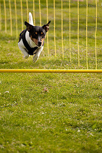 狗展示秀场宠物舞步动物会议赛车小狗跑步跑道跳跃高清图片素材