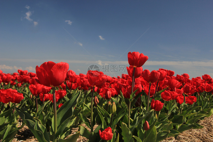 字段上的红色郁金香生长阳光花束概念植物群天空季节性宏观蓝色绿色图片