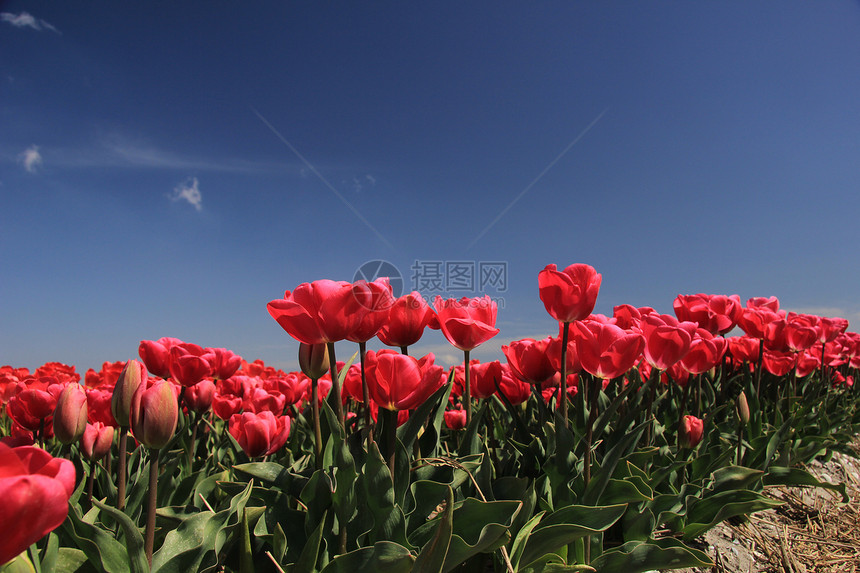 粉红的郁金香在花生树上生长概念植物群季节性花束蓝色天空阳光宏观绿色灯泡图片