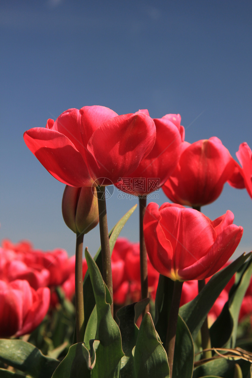 粉红的郁金香在花生树上生长蓝色季节性植物群阳光灯泡绿色天空概念场地花束图片
