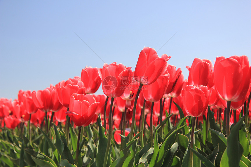 粉红的郁金香在花生树上生长宏观植物群场地花束概念蓝色灯泡天空阳光绿色图片