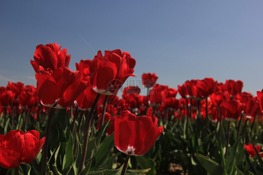 字段上的红色郁金香花束阳光生长季节性绿色场地植物群蓝色天空概念图片