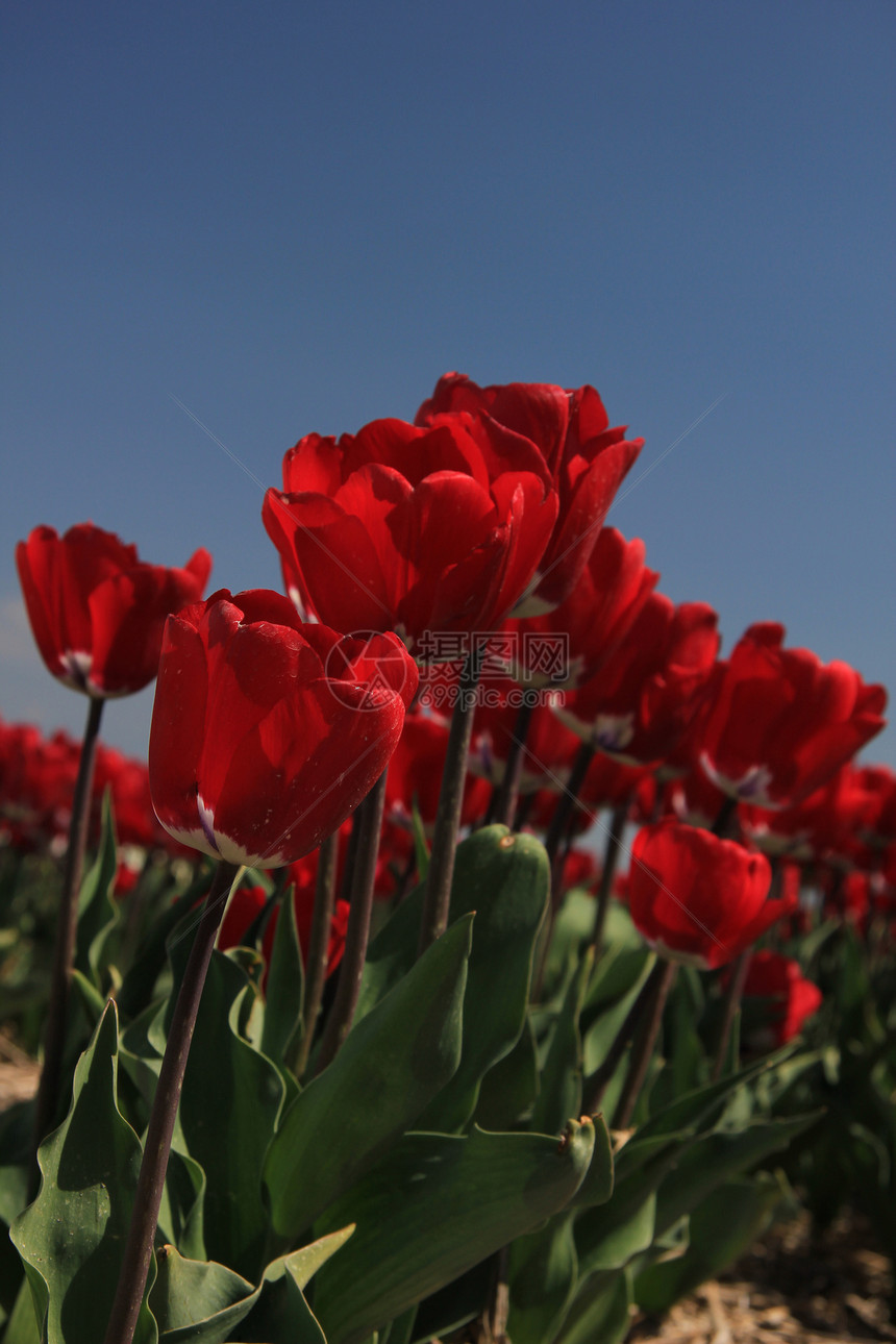 字段上的红色郁金香宏观绿色天空季节性灯泡蓝色植物群场地概念阳光图片