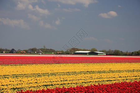 字段颜色绿色的荷兰高清图片