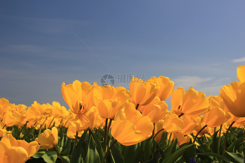 字段中的黄色郁金香蓝色场地绿色季节性阳光天空生长植物群宏观概念图片