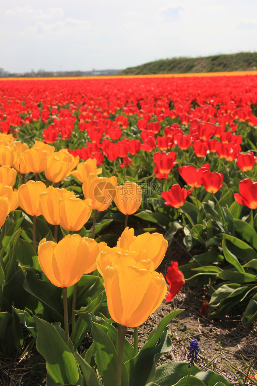 字段上的黄色和红色郁金香季节性概念灯泡植物群花束生长场地阳光宏观绿色图片