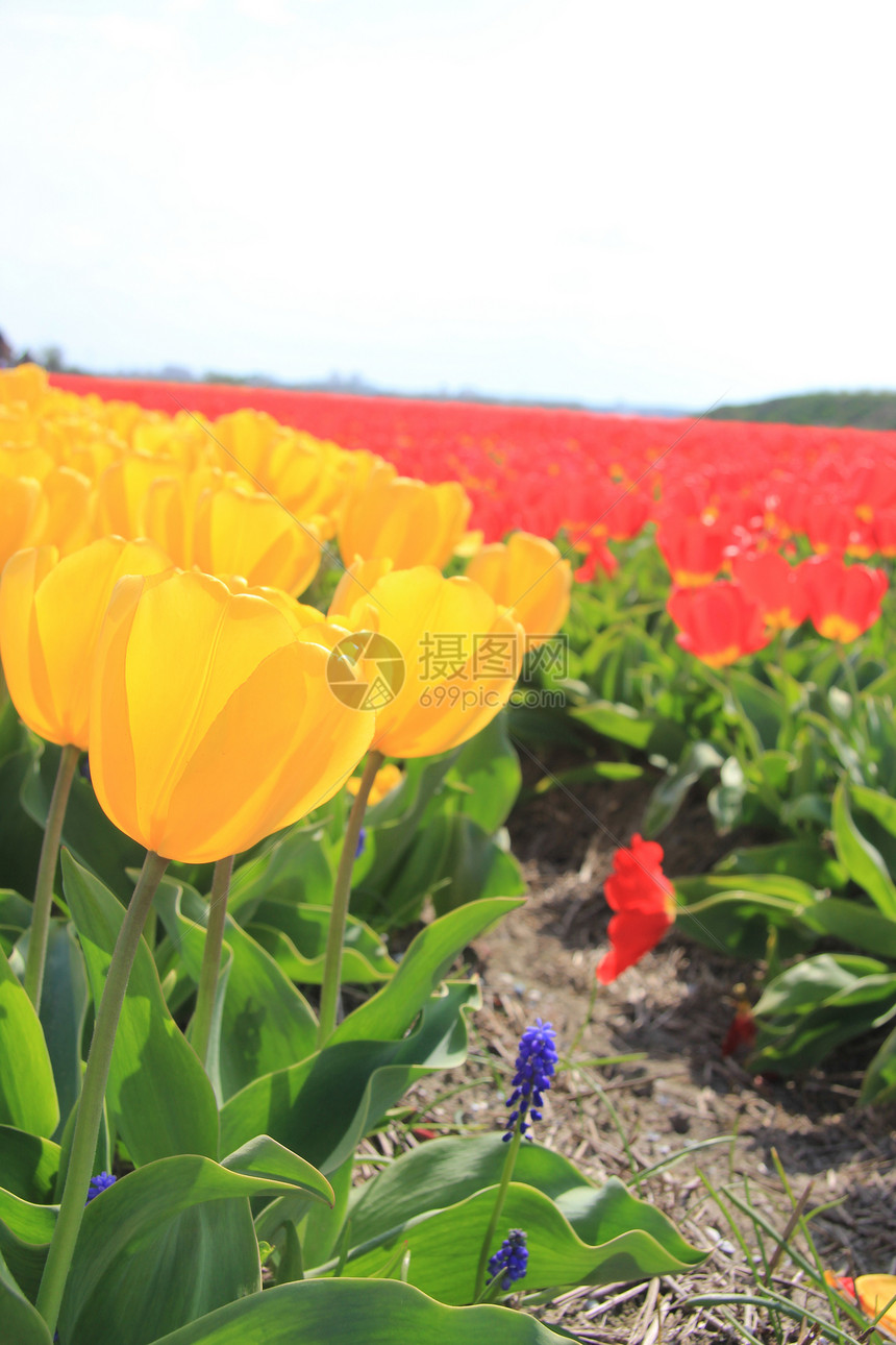 字段上的黄色和红色郁金香植物群季节性宏观生长场地灯泡阳光绿色花束概念图片