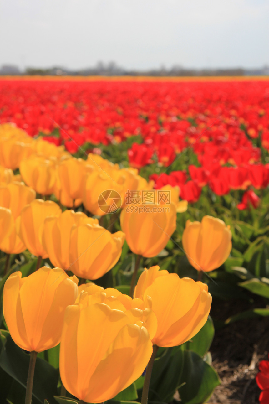 字段上的黄色和红色郁金香宏观概念灯泡植物群花束绿色场地生长季节性阳光图片