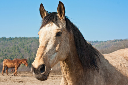 马匹天空马术骑马动物蓝色骑术鬃毛背景图片