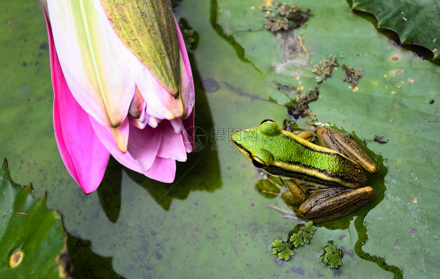 绿青蛙野生动物绿色生物动物群粉色环境蟾蜍黄色芦苇眼睛图片