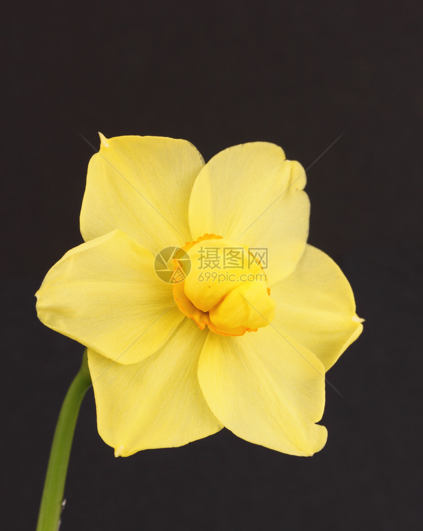 达法迪尔灯泡黄色香味花瓣花园植物图片