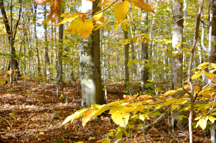 秋季森林黄色树木桦木树叶图片