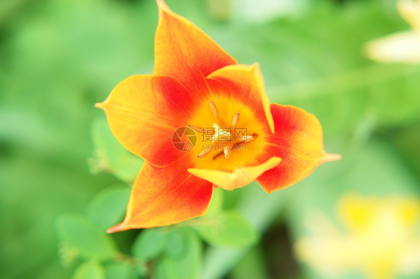 Tullip 郁金阳光展示花瓣礼物叶子花粉花店植物花园风格图片