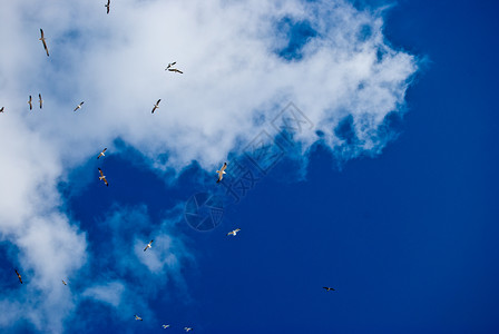 海鸥天空晴天飞行背景图片