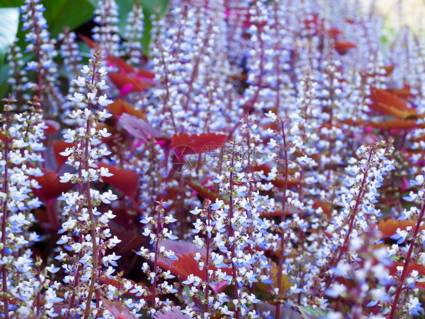 花朵多姿多彩花园植物墙纸房子花束园艺叶子生长季节植物群图片