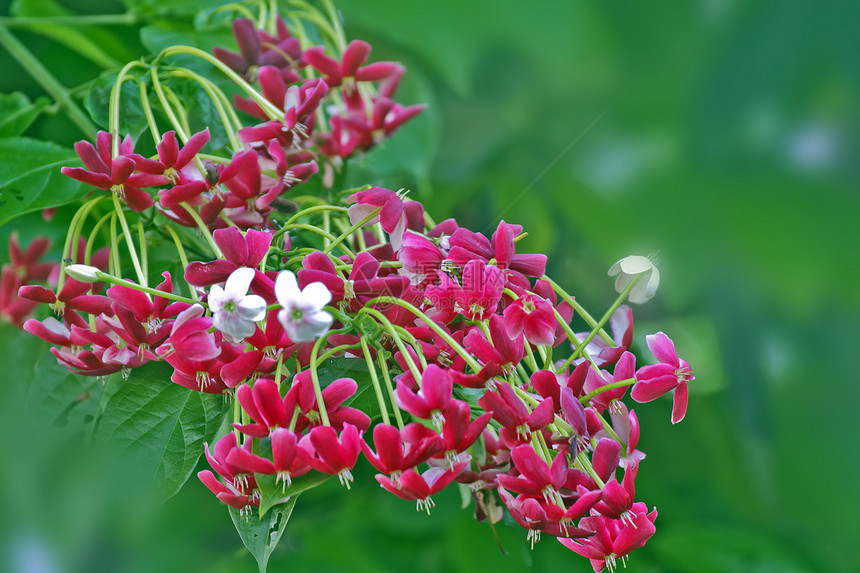 仰光爬行者花园红色环境植物环保藤本热带材料君子花朵图片