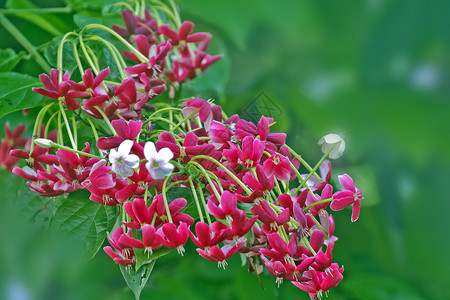 使君子仰光爬行者花园红色环境植物环保藤本热带材料君子花朵背景