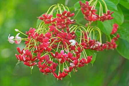 仰光爬行者植物藤本红色花园环境君子热带材料花朵环保背景图片