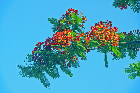 Delonix 重现花朵环境红色材料树木植物花园热带环保背景图片