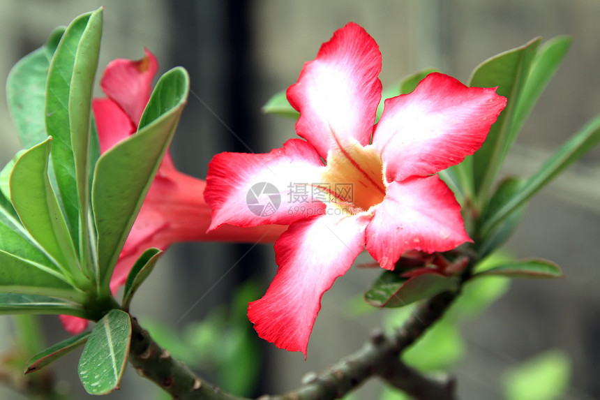 沙漠玫瑰花花玫瑰生长植物群花园叶子忧郁温泉花瓣小屋沙漠图片