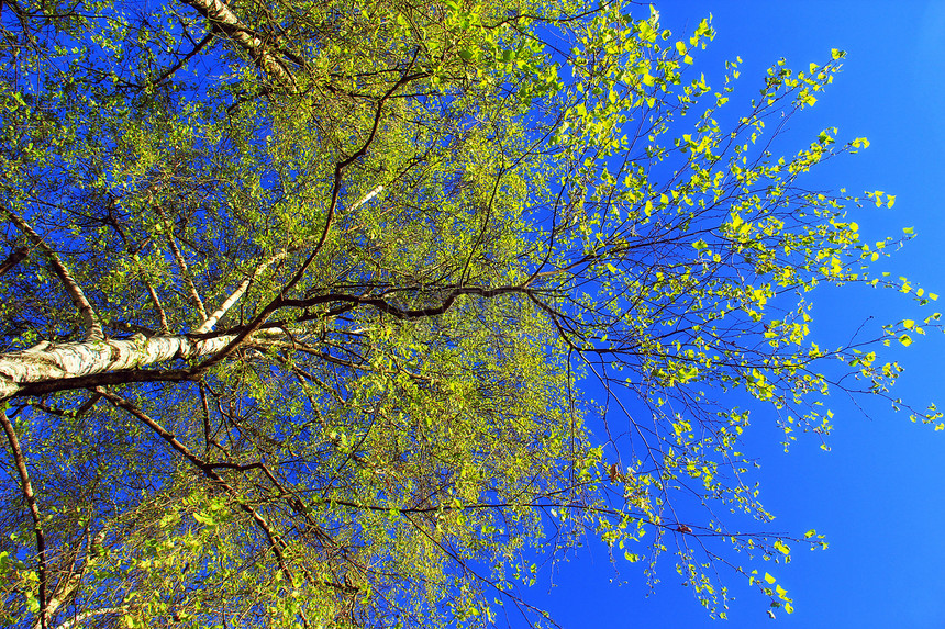 在树林里公园树叶风景环境高尔夫球叶子农村天空生长蓝色图片